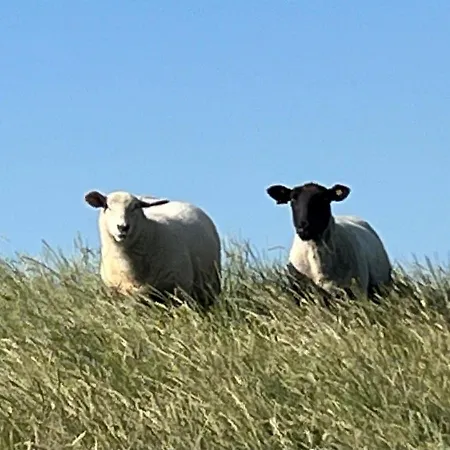Treeneglueck Lägenhet